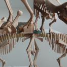 <i>Triceratops prorsus</i> skeleton
