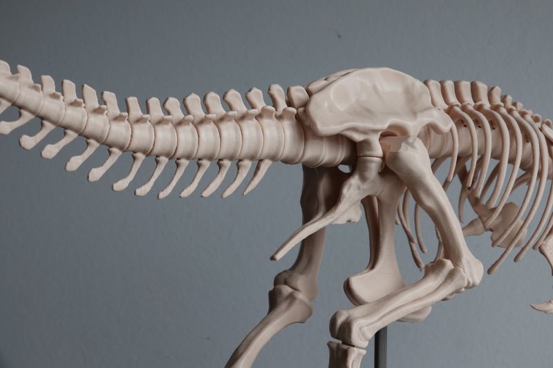 Viewing 3d-printing→miniatures→tyrannosaurus-rex-skeleton→tyrannosaurus-rex-tail