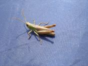 051.jpg - 2007:07:14 11:18:46