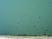 078.jpg - 2007:09:05 11:57:42