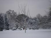 24.jpg - 2009:02:02 10:12:19