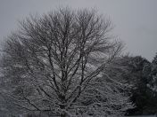 32.jpg - 2009:02:02 12:43:43