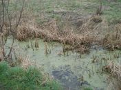 13.jpg - 2009:02:28 16:09:02