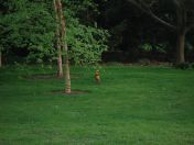 11.jpg - 2009:04:09 17:20:22