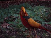 12.jpg - 2009:04:09 17:21:27