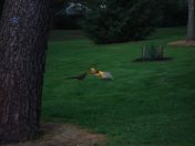 29.jpg - 2009:04:09 17:39:38