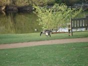 33.jpg - 2009:04:09 17:43:32