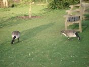 34.jpg - 2009:04:09 17:43:50