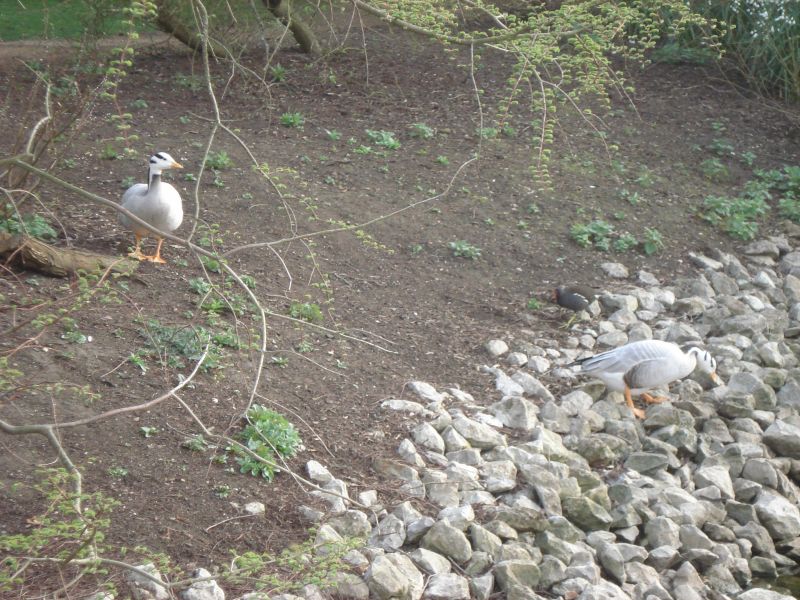 Viewing photos→2009→2009-04-09→35