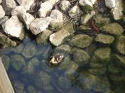 36.jpg - 2009:04:09 17:44:38