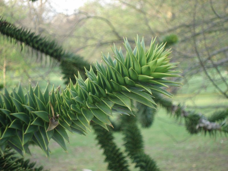 Viewing photos→2009→2009-04-09→43