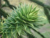 44.jpg - 2009:04:09 17:49:02