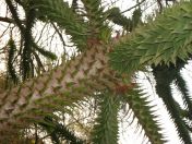 45.jpg - 2009:04:09 17:49:52