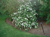 47.jpg - 2009:04:09 17:52:29