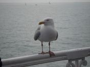 12.jpg - 2009:05:09 10:25:17