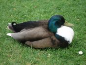 010.jpg - 2009:05:19 12:26:59