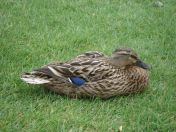 011.jpg - 2009:05:19 12:27:17