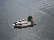 012.jpg - 2009:05:19 12:27:32