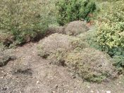 019.jpg - 2009:05:19 12:46:05