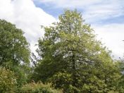 021.jpg - 2009:05:19 12:46:48