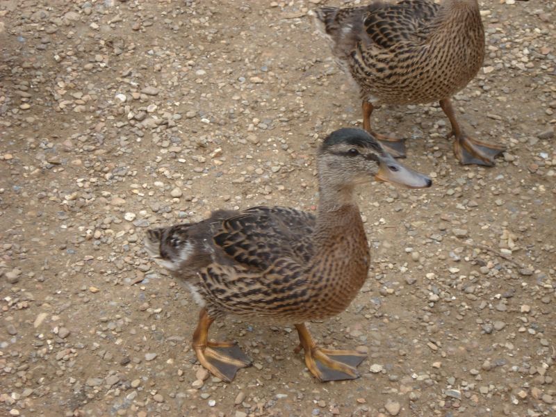 Viewing photos→2009→2009-05-19→023