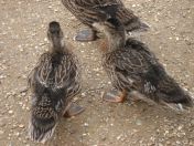 028.jpg - 2009:05:19 12:51:22