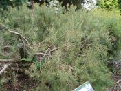 037.jpg - 2009:05:19 13:09:28