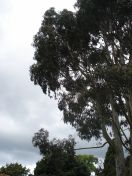 039.jpg - 2009:05:19 13:10:27