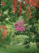 044.jpg - 2009:05:19 13:17:00