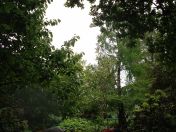 061.jpg - 2009:05:19 13:24:11