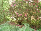 062.jpg - 2009:05:19 13:24:19