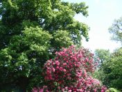 071.jpg - 2009:05:19 13:36:55