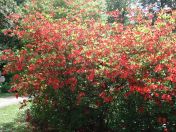 072.jpg - 2009:05:19 13:37:19