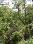 077.jpg - 2009:05:19 13:42:32