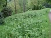 089.jpg - 2009:05:19 13:52:09