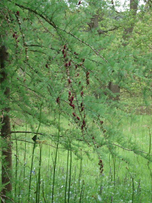 Viewing photos→2009→2009-05-19→090