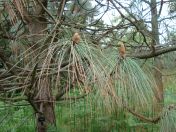 091.jpg - 2009:05:19 13:58:52