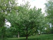 096.jpg - 2009:05:19 14:11:53