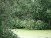 03.jpg - 2009:07:17 12:13:44