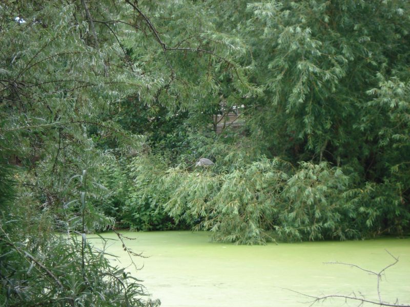 Viewing photos→2009→2009-07-17→03