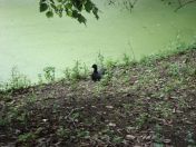 13.jpg - 2009:07:17 12:30:17