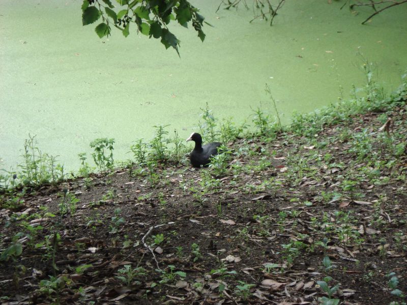 Viewing photos→2009→2009-07-17→13