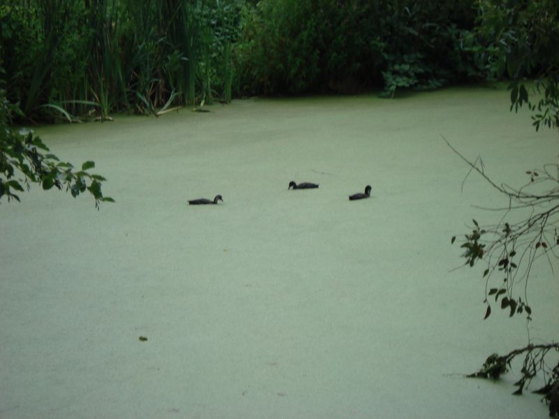 Viewing photos→2009→2009-07-17→14