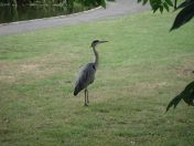 16.jpg - 2009:07:17 12:32:49