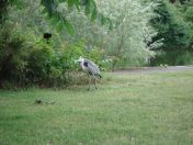 17.jpg - 2009:07:17 12:33:04