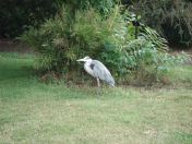 18.jpg - 2009:07:17 12:33:20