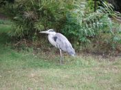 19.jpg - 2009:07:17 12:33:36