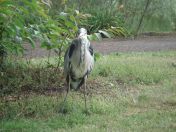 21.jpg - 2009:07:17 12:34:14