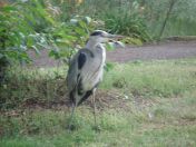 22.jpg - 2009:07:17 12:34:22