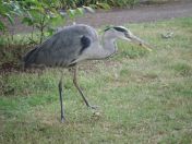 23.jpg - 2009:07:17 12:34:34